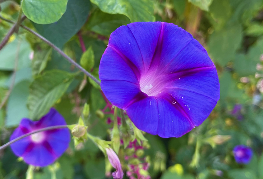Morning glory
